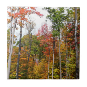 Azulejo De Cerámica Otoño en el bosque Fotografía de otoño colorido
