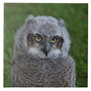 Azulejo De Cerámica Owl_20180215_by_JAMFoto