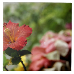 Azulejo De Cerámica Pacífico Sur, Polinesia Francesa, Sociedad 2