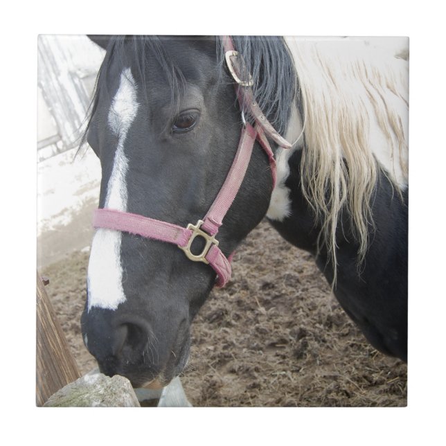 Azulejo De Cerámica Paint Pinto Horse (Frente)