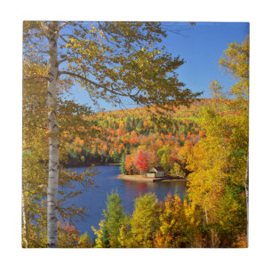Azulejo De Cerámica Paisaje de árboles de otoño, Maine