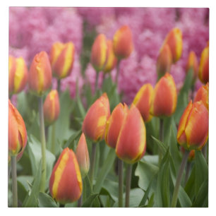 Azulejo De Cerámica Países Bajos (alias Holanda), Lisse. Keukenhof