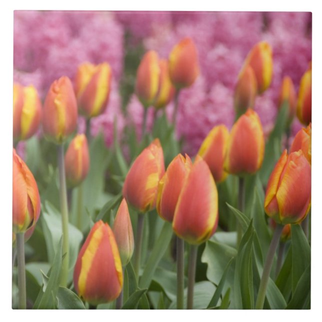 Azulejo De Cerámica Países Bajos (alias Holanda), Lisse. Keukenhof (Frente)