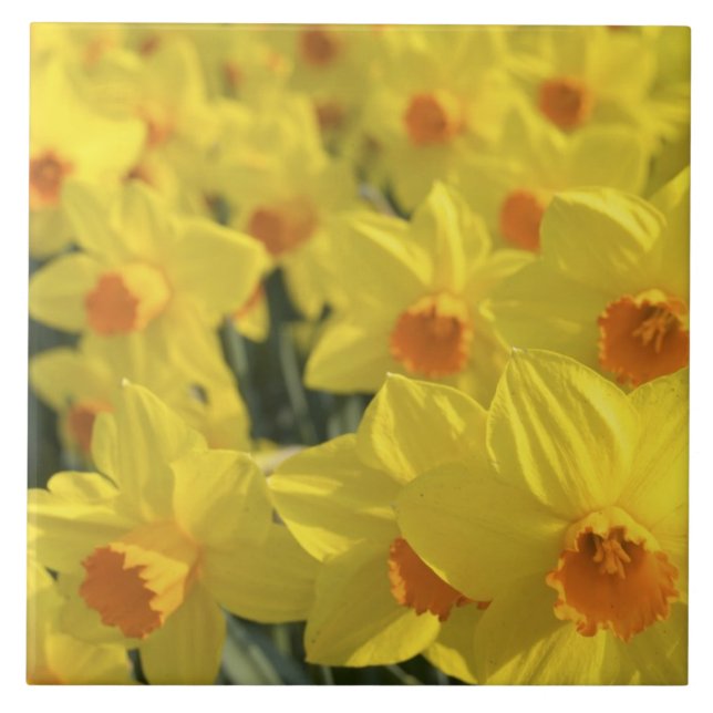 Azulejo De Cerámica Países Bajos, Holanda, Lisse, Keukenhof Gardens, (Frente)