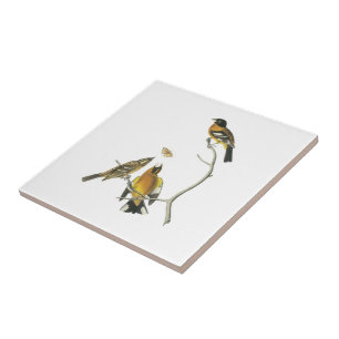 Azulejo De Cerámica Pájaro de cabeza negra por Audubon