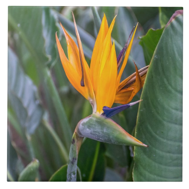 Azulejo De Cerámica Pájaro de cerámica floral Paradise (Frente)