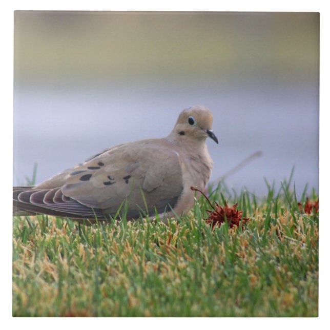 Azulejo De Cerámica Pájaro de la paloma (Frente)