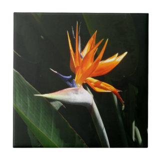 Azulejo De Cerámica Pájaro del Naranja del paraíso Flor tropical