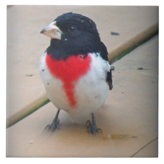 Azulejo De Cerámica Pájaro masculino del Rosa-breasted