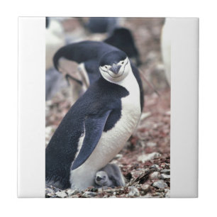 Azulejo De Cerámica Pájaro pingüino animal morado agua blanca negra