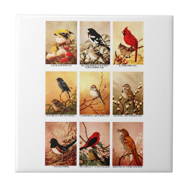 Azulejo De Cerámica Pájaros (Frente)
