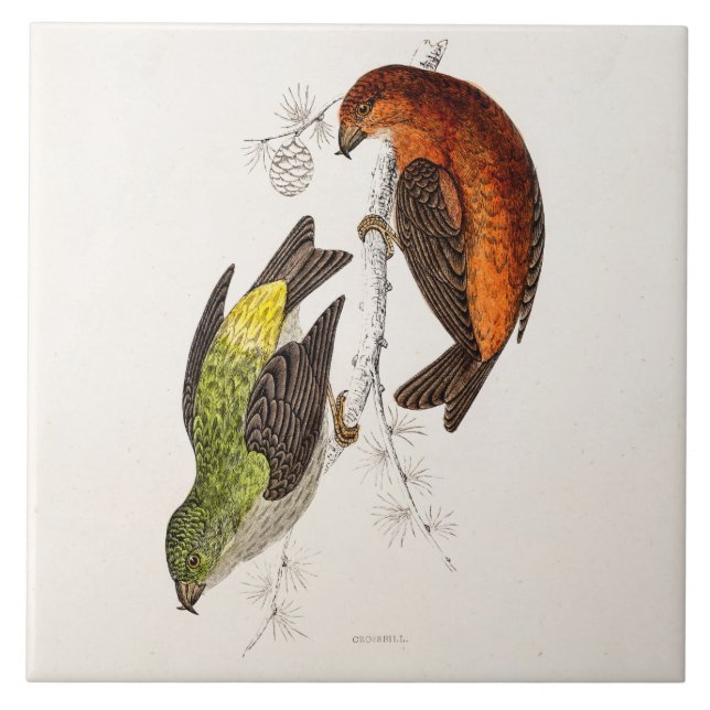 Azulejo De Cerámica Pájaros del ilustracion del pájaro del Crossbill (Frente)