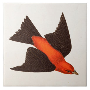 Azulejo De Cerámica Pájaros del pájaro cantante del pájaro del Tana