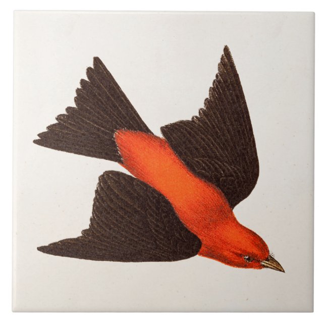 Azulejo De Cerámica Pájaros del pájaro cantante del pájaro del Tanager (Frente)