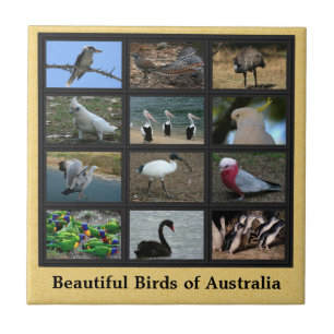 Azulejo De Cerámica Pájaros hermosos del collage de Australia