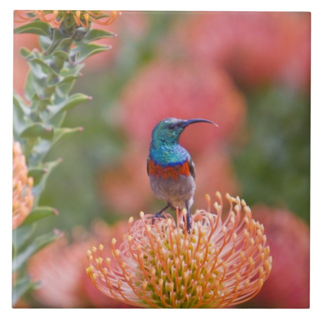 Azulejo De Cerámica Pajonis de doble collaración (Frente)