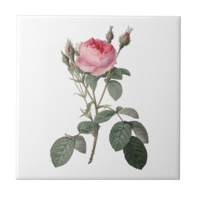 Azulejo De Cerámica Palidezca - la pintura rosada de los rosas del (Frente)
