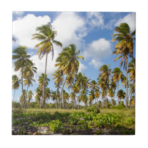 Azulejo De Cerámica Palmeras en la playa de Isla Saona