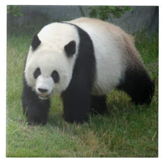 Azulejo De Cerámica panda114