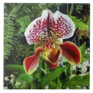 Azulejo De Cerámica Paph Fiordland Sunset Orquídea