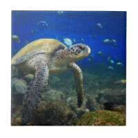 Paraíso subacuático de las Islas Galápagos de la