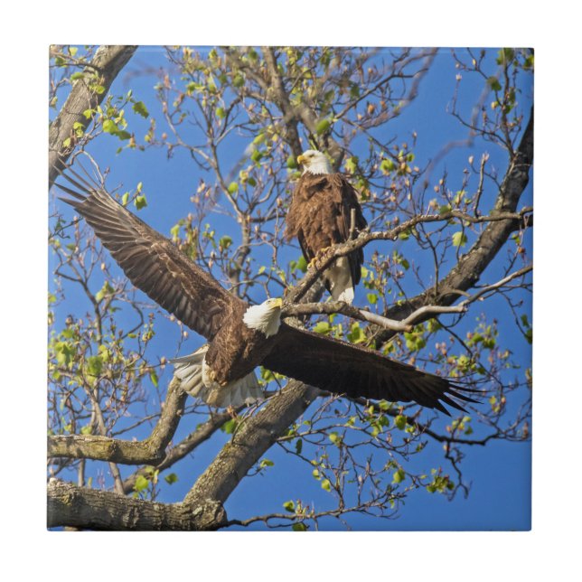 Azulejo De Cerámica Pareja de águilas (Frente)