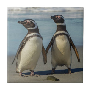 Azulejo De Cerámica Pareja de pingüinos en la playa