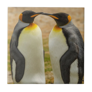 Azulejo De Cerámica Pareja de pingüinos rey, Malvinas