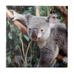 Azulejo De Cerámica Parque de Vida Silvestre Featherdale, Osos Koala