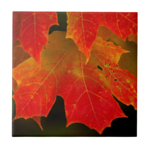 Azulejo De Cerámica Parque Estatal Itasca, Colores de Otoño 2