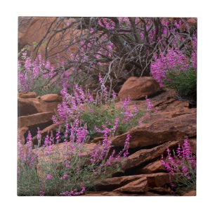 Azulejo De Cerámica Parque Nacional Capitol Reef, Utah, Estados Unidos