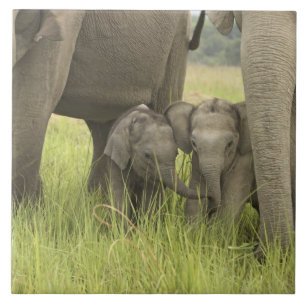 Azulejo De Cerámica Parque Nacional Corbett, Uttaranchal, India.