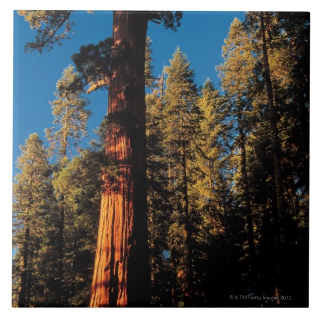 Azulejo De Cerámica Parque nacional de secoya, California 2 (Frente)