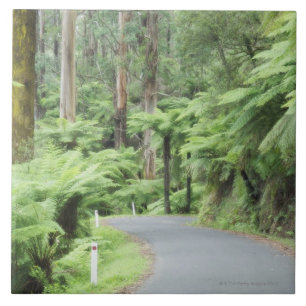 Azulejo De Cerámica Parque nacional de Tarra Bulga, gamas de