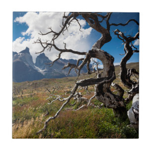 Azulejo De Cerámica Parque Nacional Torres del Paine, árboles dañados