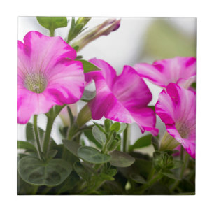 Azulejo De Cerámica Pasión de Petunia Rosa