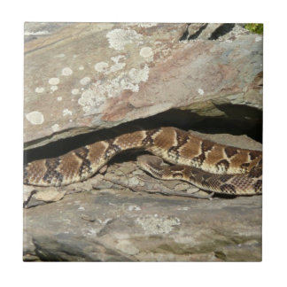 Azulejo De Cerámica Pastelería en el Parque Nacional de Shenandoah