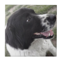 Pastor búlgaro Sara