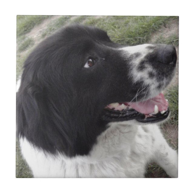 Azulejo De Cerámica Pastor búlgaro Sara (Frente)