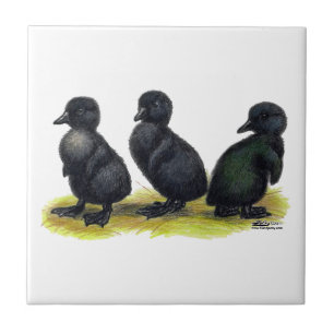 Azulejo De Cerámica Patitos de Cayuga Negra