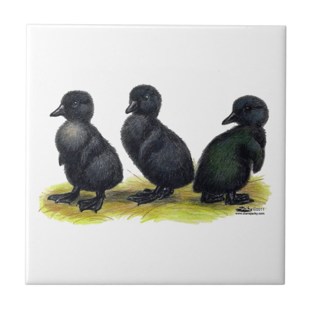 Azulejo De Cerámica Patitos de Cayuga Negra (Frente)