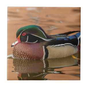 Azulejo De Cerámica Pato de Carolina nadando en agua