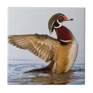 Azulejo De Cerámica Pato joya macho aleteando en humedal