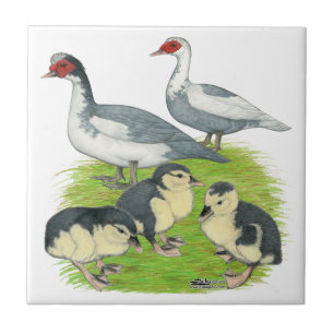 Azulejo De Cerámica Patos de la familia Muscovy de patas azules