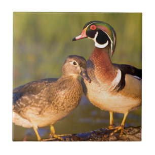 Azulejo De Cerámica Patos joya y hembra sobre tronco en humedal