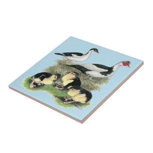 Azulejo De Cerámica Patos Muscovy de Patas Negras Familia