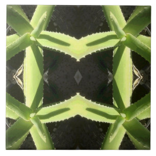 Azulejo De Cerámica Patrón Aloe 3h