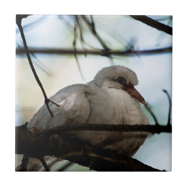 Azulejo De Cerámica Patrón de línea (Frente)