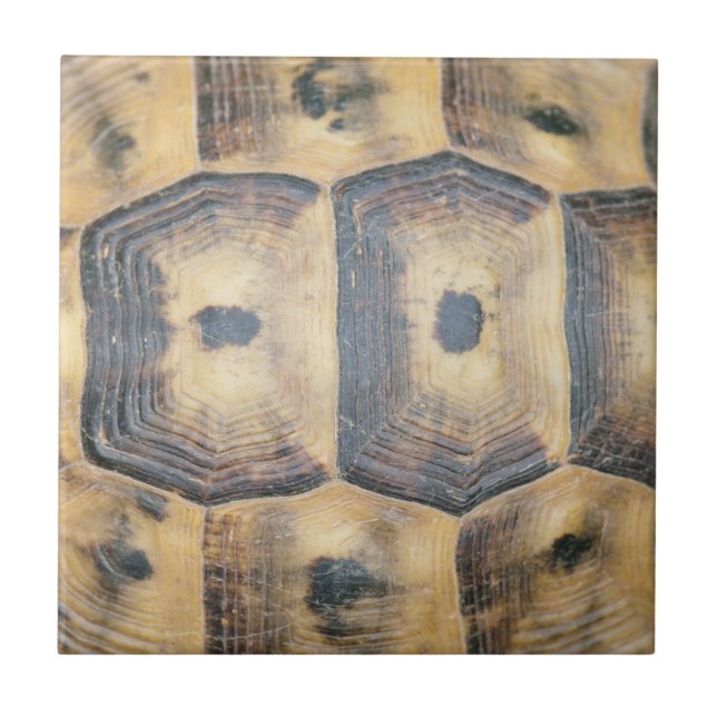 Azulejo De Cerámica Patrón de shell de tortuga (Frente)