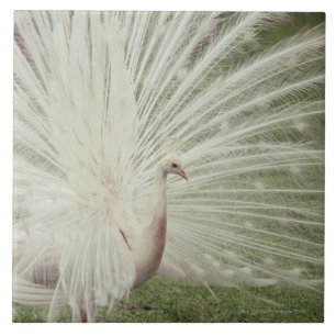 Azulejo De Cerámica Pavo real del albino